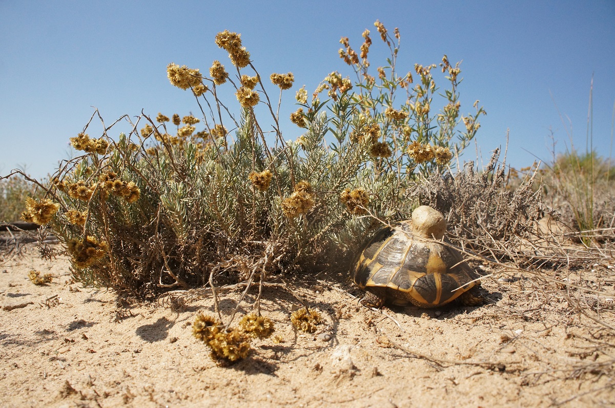 5 Testudo hermanni hermanni Valencia up