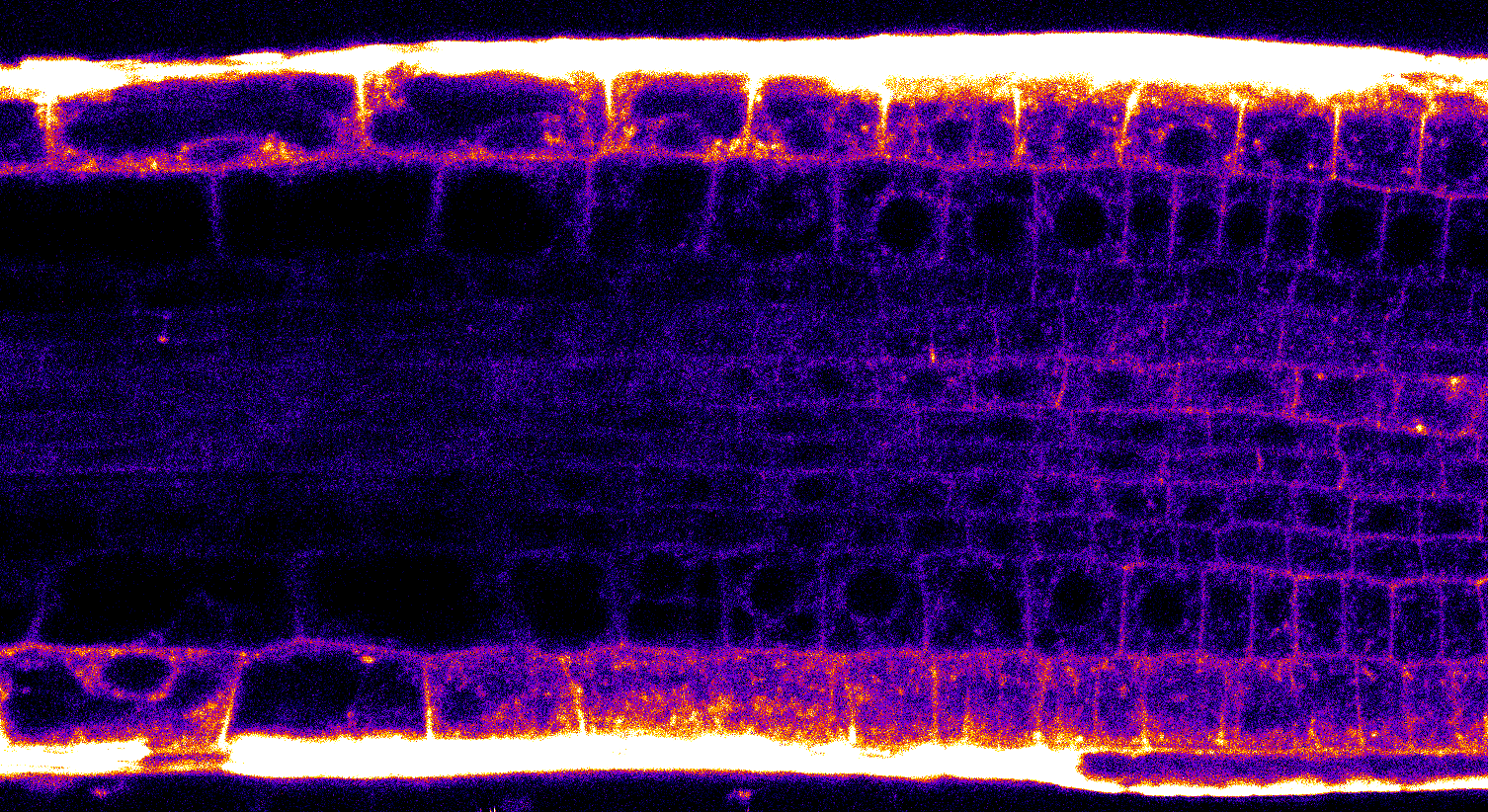 Obr.1 2 photon 40x photonCounting tz 2