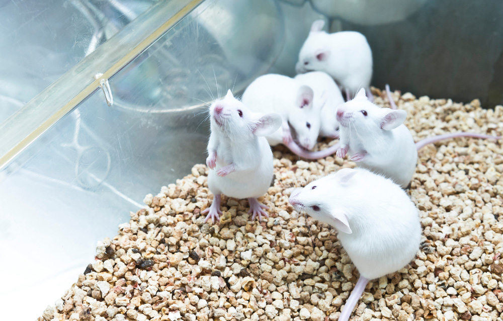 Výzkum biorytmů myší
