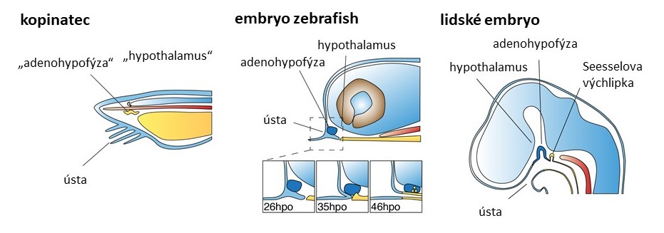 zebrafish crp