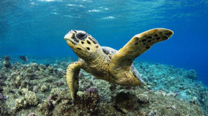 All kids wanted their own Leo or Rafael