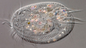 Biokrystaly pozoroval už Darwin. Až nyní víme, co to je