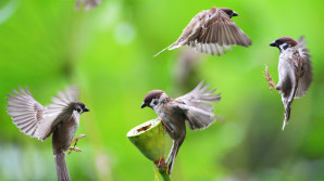 Všechno nejlepší a hodně štěstí, vrabci!