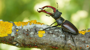 The secret lives of animals in Prague