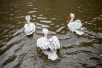 _img_0047_full_original