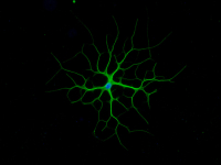Neuroscience_image_QBI_astocyte_original