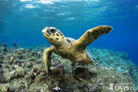 12291284_10203641253990375_9055216637549142774_o_original