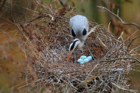 08_Volavka_popelava_foto_Ondrej_Prosicky_original
