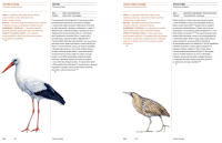 Prazske-ptactvo-cap-bukac-768x494_original