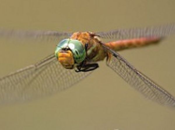 Výstava NEzaBZUČÍ makrofotografií vážek