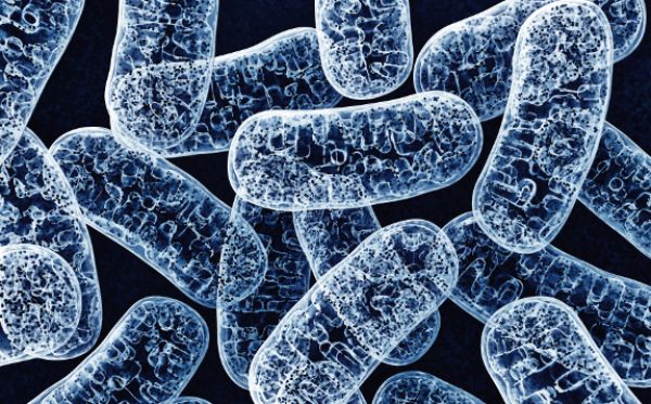 Vladimír Hampl přepsal učebnice biologie. V dalších objevech mu pomůže grant ERC