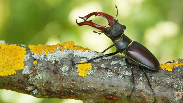 The secret lives of animals in Prague