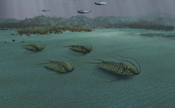 Paleontologové objevili na Křivoklátsku obří larvy trilobitů