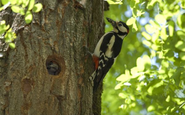 Invasive plants v. birds: scientists looking for birds in black locust