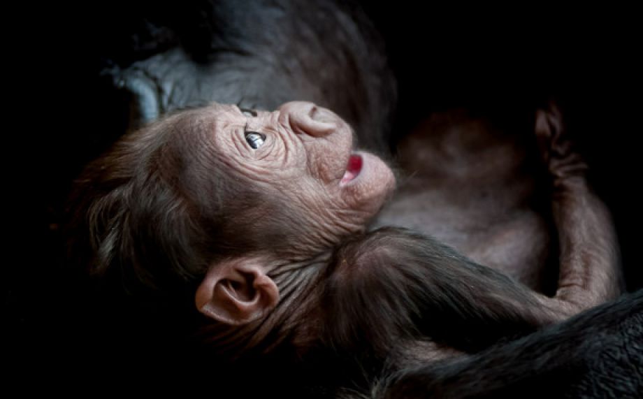 Gorily foťte po ránu, radí fotograf a hydrobiolog Petr Jan Juračka