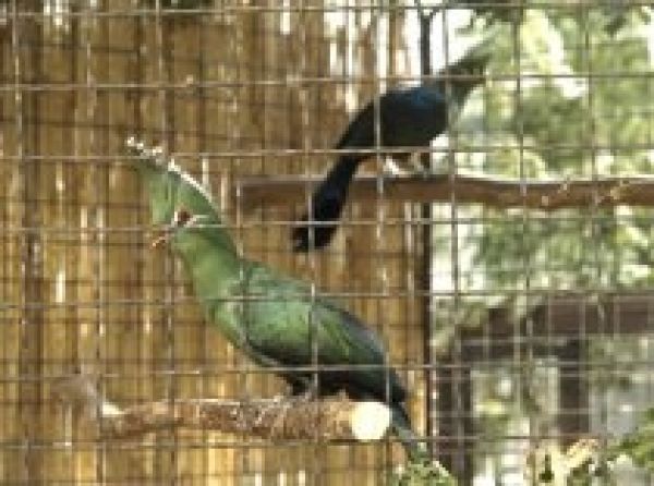Výstava exotického ptactva v Botanické zahradě Přírodovědecké fakulty Na Slupi