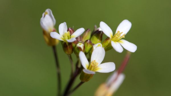 I evoluce se může za určitých podmínek opakovat