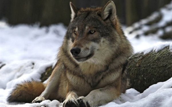 Vlci na genetické křižovatce střední Evropy