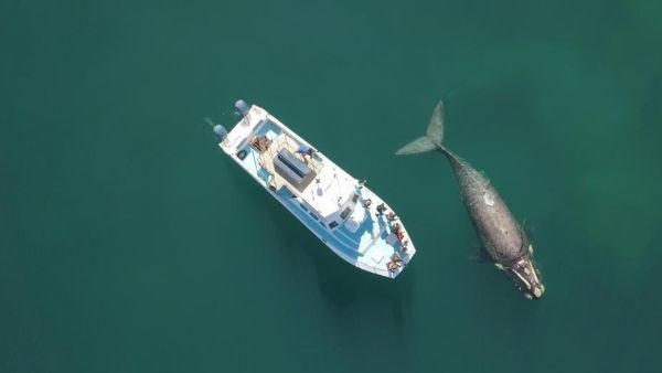 Velryby jižní v ohrožení. Může za to též mizející kril