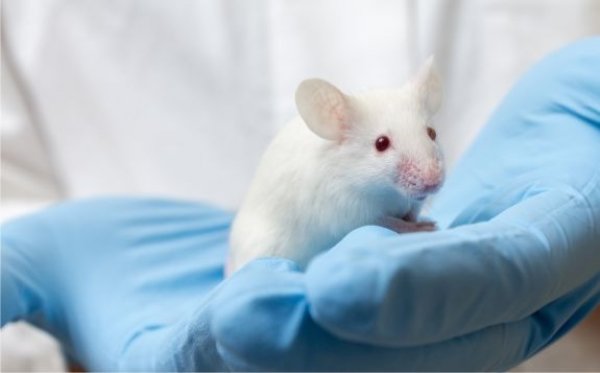 Bez laboratorních zvířat se věda zatím neobejde