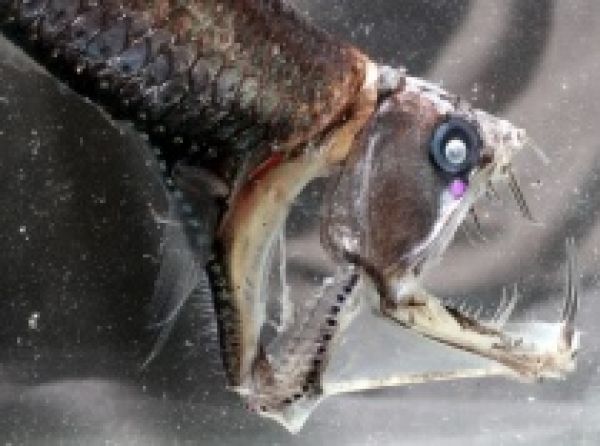 The blue-green world of deep-sea fish