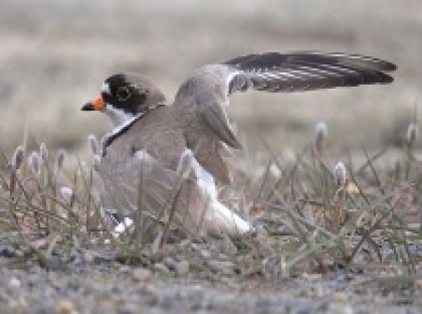 Shorebirds as an indicator of climate change impact
