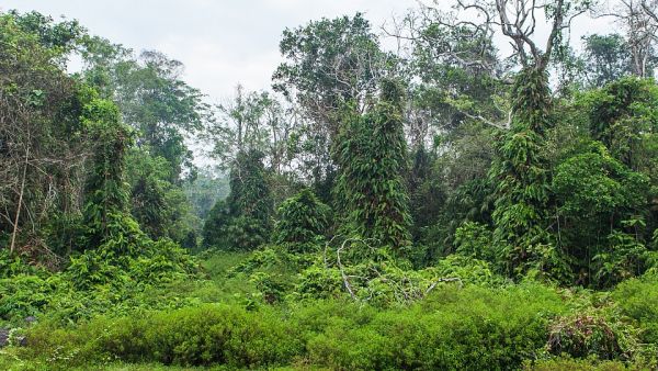 Vegetation change study in Science