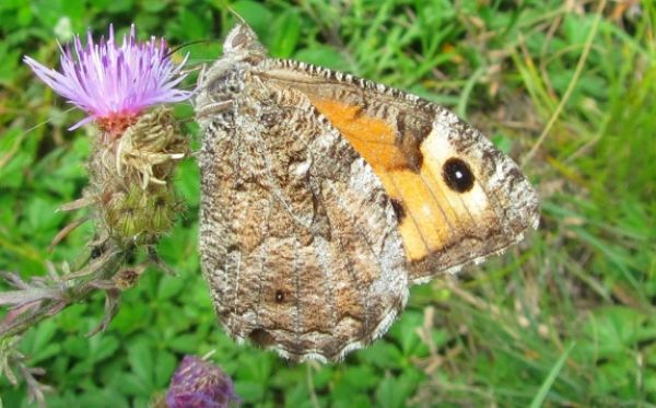 Přírodovědec z UK pomohl založit pět motýlích rezervací