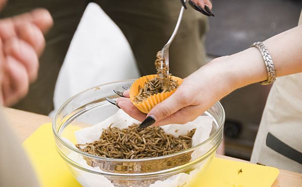 V botanické zahradě se vařilo z planých rostlin a konzumovali se cvrčci v karamelu