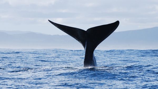 Velryby jsou podle Petry Nevečeřalové stejné jako my