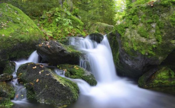 Šumava i Třeboňsko na křižovatce. Vyhraje příroda, nebo byznys?