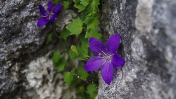 Co mají společného horské rostliny a Sisyfos?