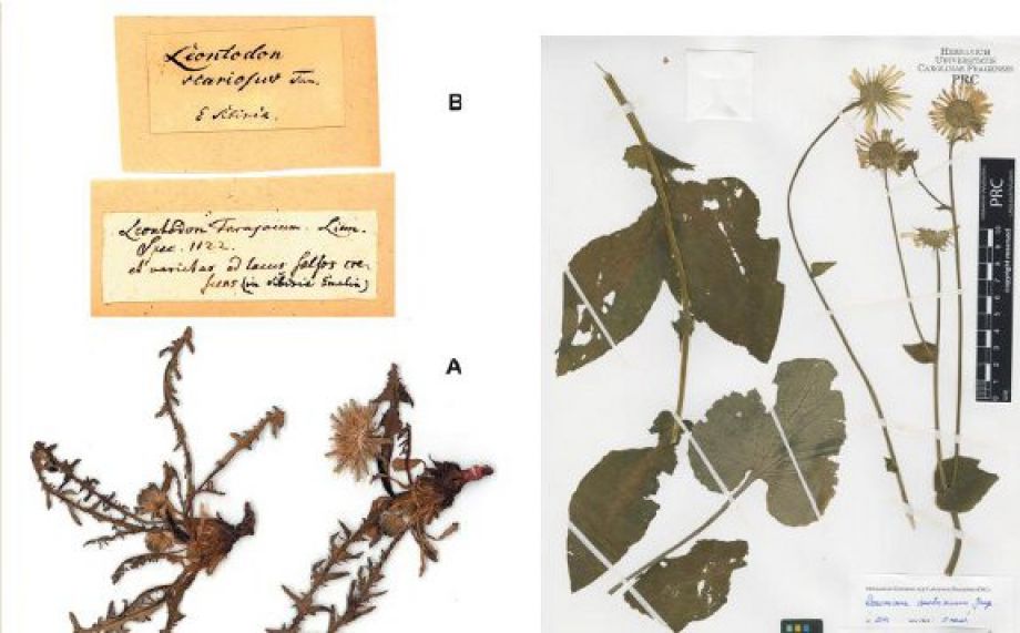 Botanický poklad na UK. Univerzitní herbářové sbírky patří k nejstarším na světě