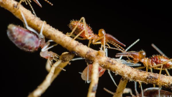 Mysterious engineers of the ecosystem