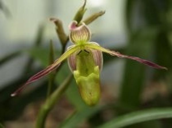 Podmanivá krása orchidejí vás uchvátí na výstavě v botanické zahradě