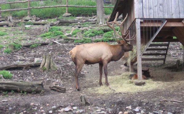 Studenti sledují proměny modernity na příkladu zoologických zahrad