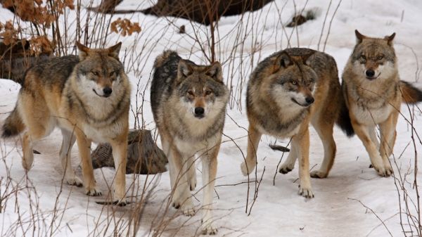 Pavel Hulva: Strach z vlka je spíše evoluční atavismus