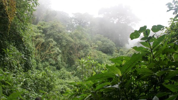 Africké lesy ukládají mnohem více uhlíku, než se myslelo