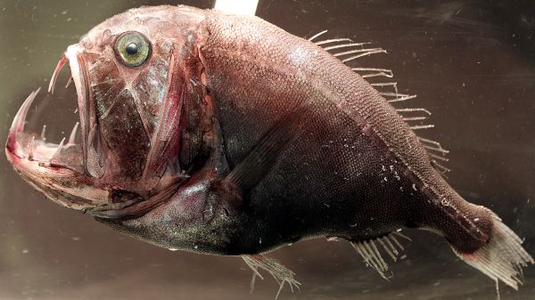 Rybám se mění zrak podle světla v hlubinách