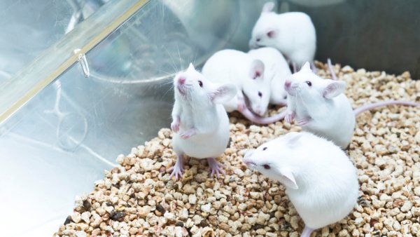 výzkum biorytmů myší