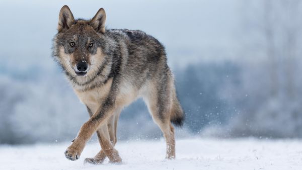 Zoologist Hulva: “The fear of wolves is an evolutionary atavism”